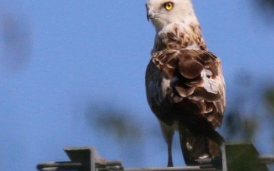 Des oiseaux exceptionnels observés à Trélazé