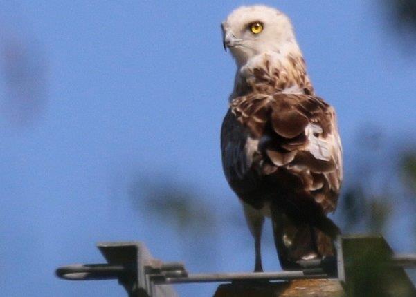 Des oiseaux exceptionnels observés à Trélazé